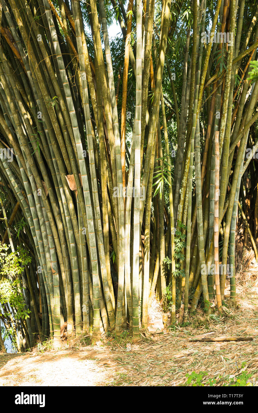 Royal Botanic Gardens, von Peradeniya in der Nähe von Kandy, Sri Lanka Stockfoto