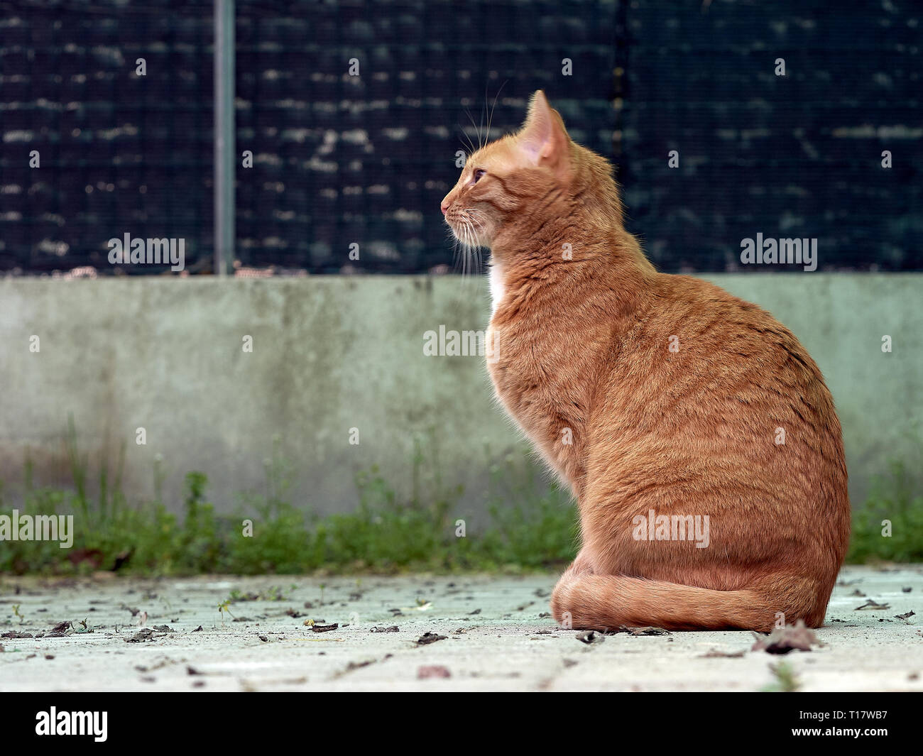 eine rote Katze Stockfoto