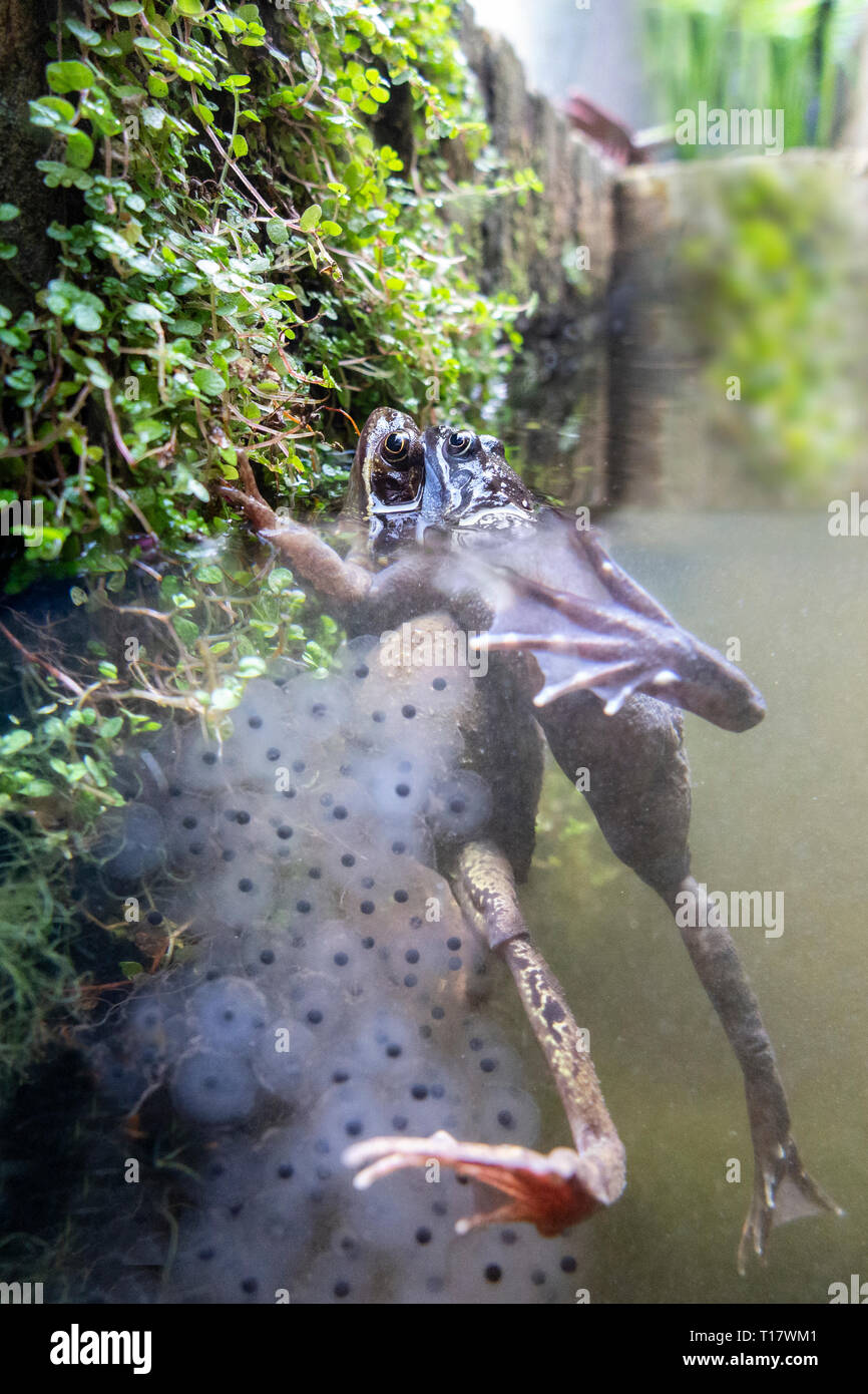 Paarung Frösche Unterwasser in einem städtischen Teich mit frogspawn Stockfoto