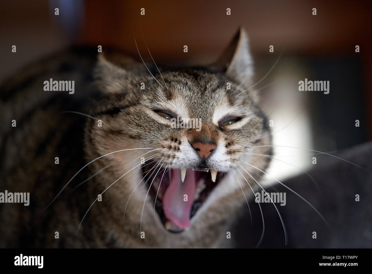 Eine Katze gähnen Stockfoto