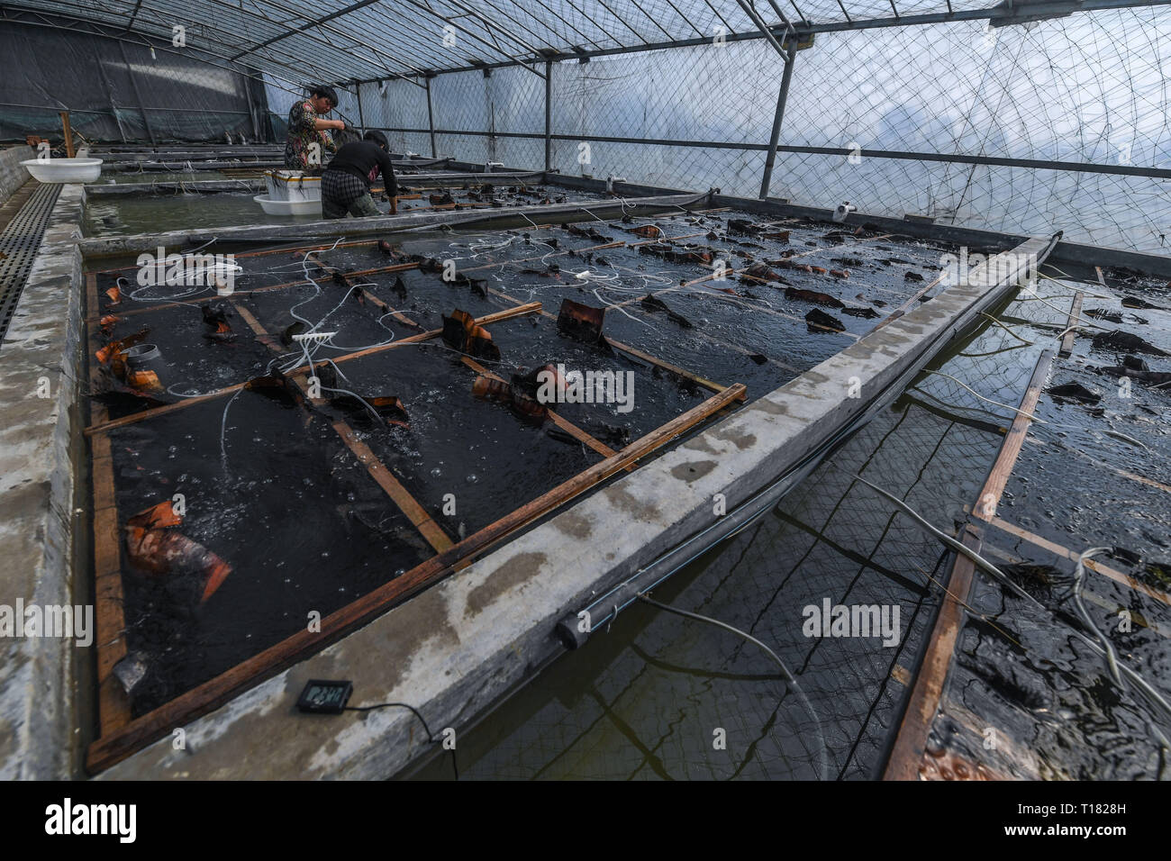 Huzhou, China. 24 Mär, 2019. Die Mitarbeiter arbeiten in einem Anbau Workshop an der Huwang aquatische fry Anbau Basis in Baojian Dorf Huzhou City, East China, 24. März 2019. Mehr Dorfbewohner haben begonnen In der Süßwasser-Aquakultur seit 2014 zu arbeiten. Über 600 Mu (40 Hektar) Fischteiche durch die Huwang aquatische fry Anbau Basis in Baojian Dorf gebaut wurden, die mit der jährlichen Ausgabe von Fisch braten erreicht ungefähr einer Milliarde. In der Ende März, die brj Anbau Industrie tritt in der peak Saison verkaufen. Quelle: Xinhua/Alamy leben Nachrichten Stockfoto