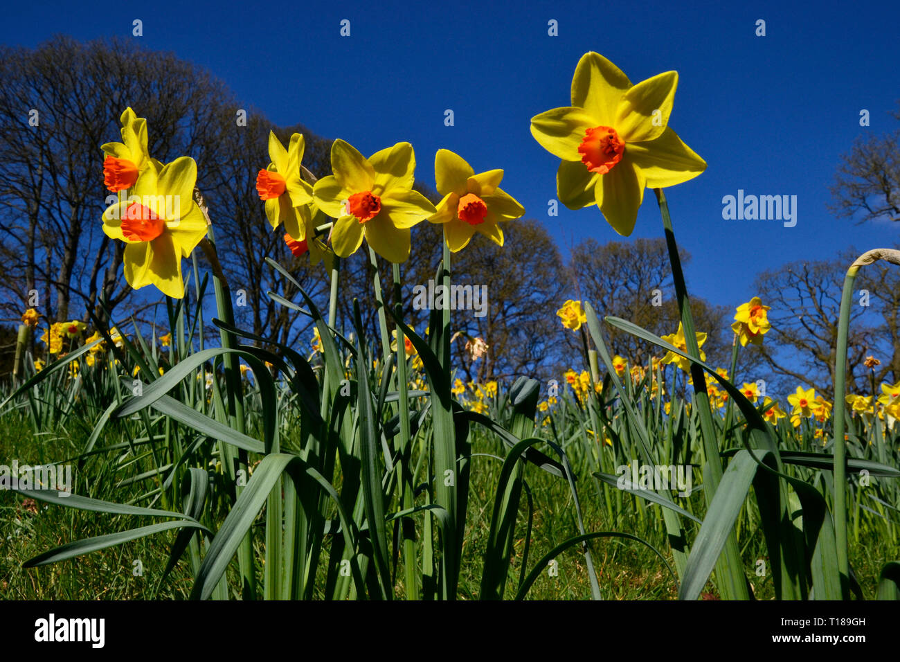 Waddesdon Manor Narzissental. Waddesdon, Buckinghamshire, Großbritannien Stockfoto