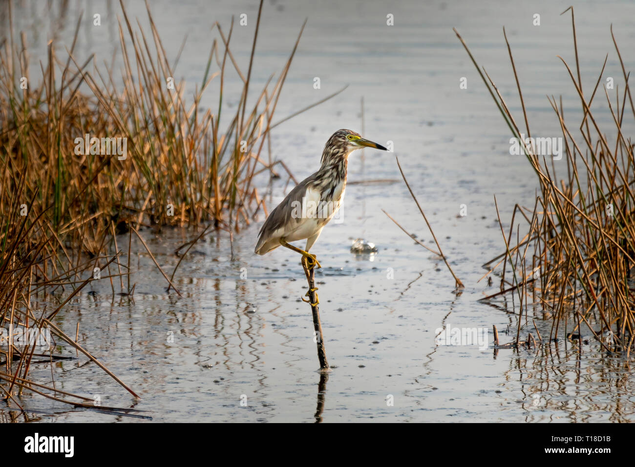 Die indischen Teiches Reiher oder Paddy-bird (Ardeola grayii) ein Kleiner Reiher in der Lagune Kambodscha Stockfoto