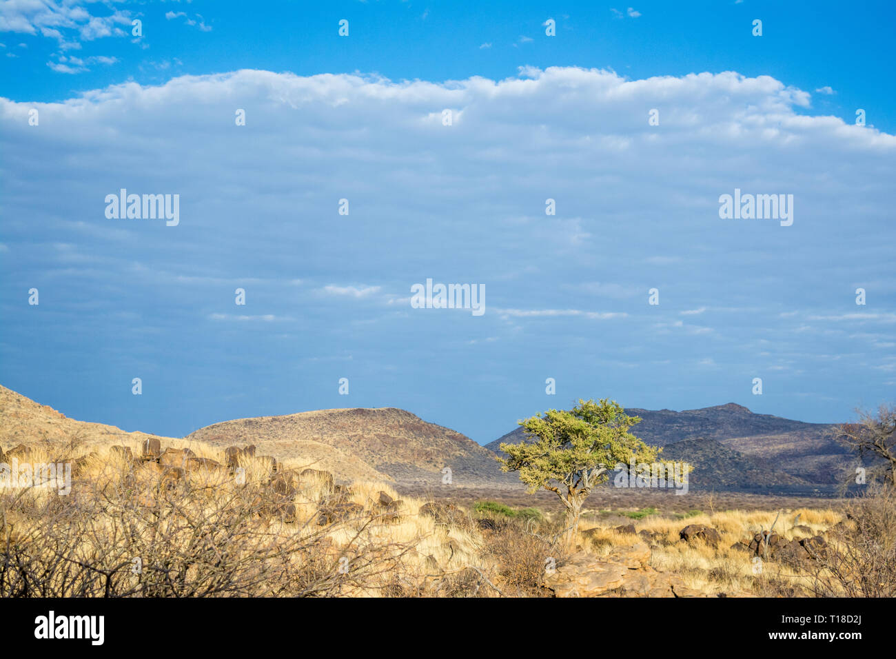 Akazien in der Savanne, Namibia Stockfoto