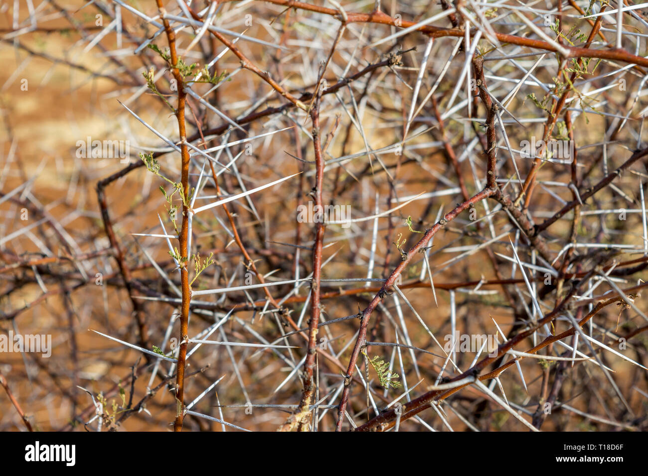 Acacia Thorn, Namibia Stockfoto
