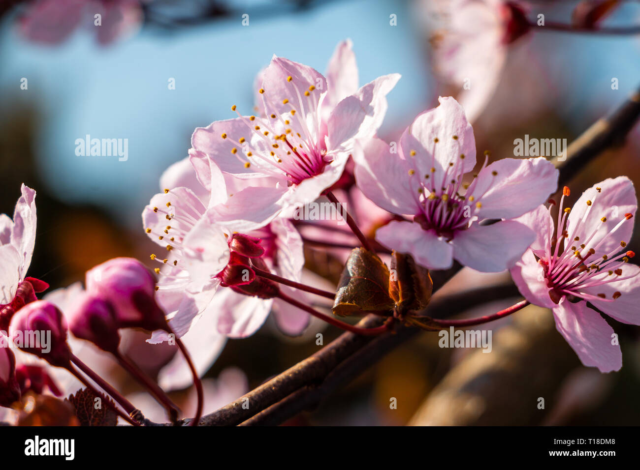 Schöne Blumen Prunus cerasifera nigra Schließen nach oben Stockfoto