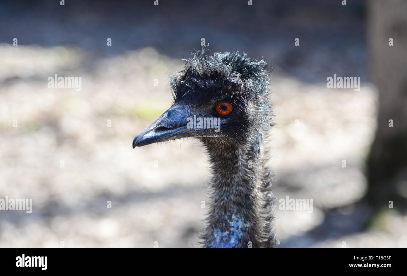 Emu schwarzer Vogel Ansicht schließen Kopf portrait Stockfoto