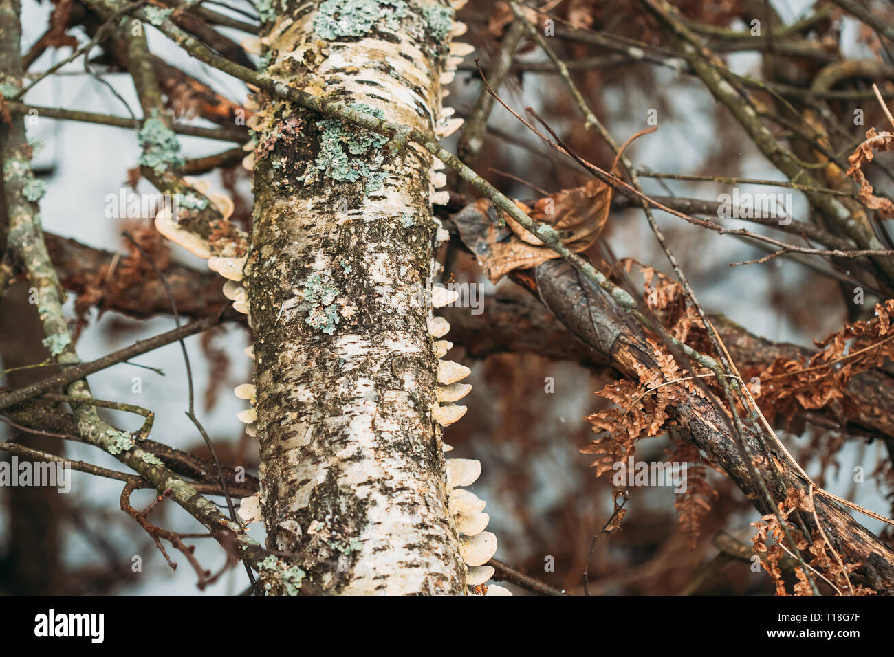 Belarus. Polypore Pilz auf Baumstamm im Herbst regnerischen Tag. Halterung Pilze und Ihre Woody Fruchtkörper sind aufgerufen Conks Stockfoto