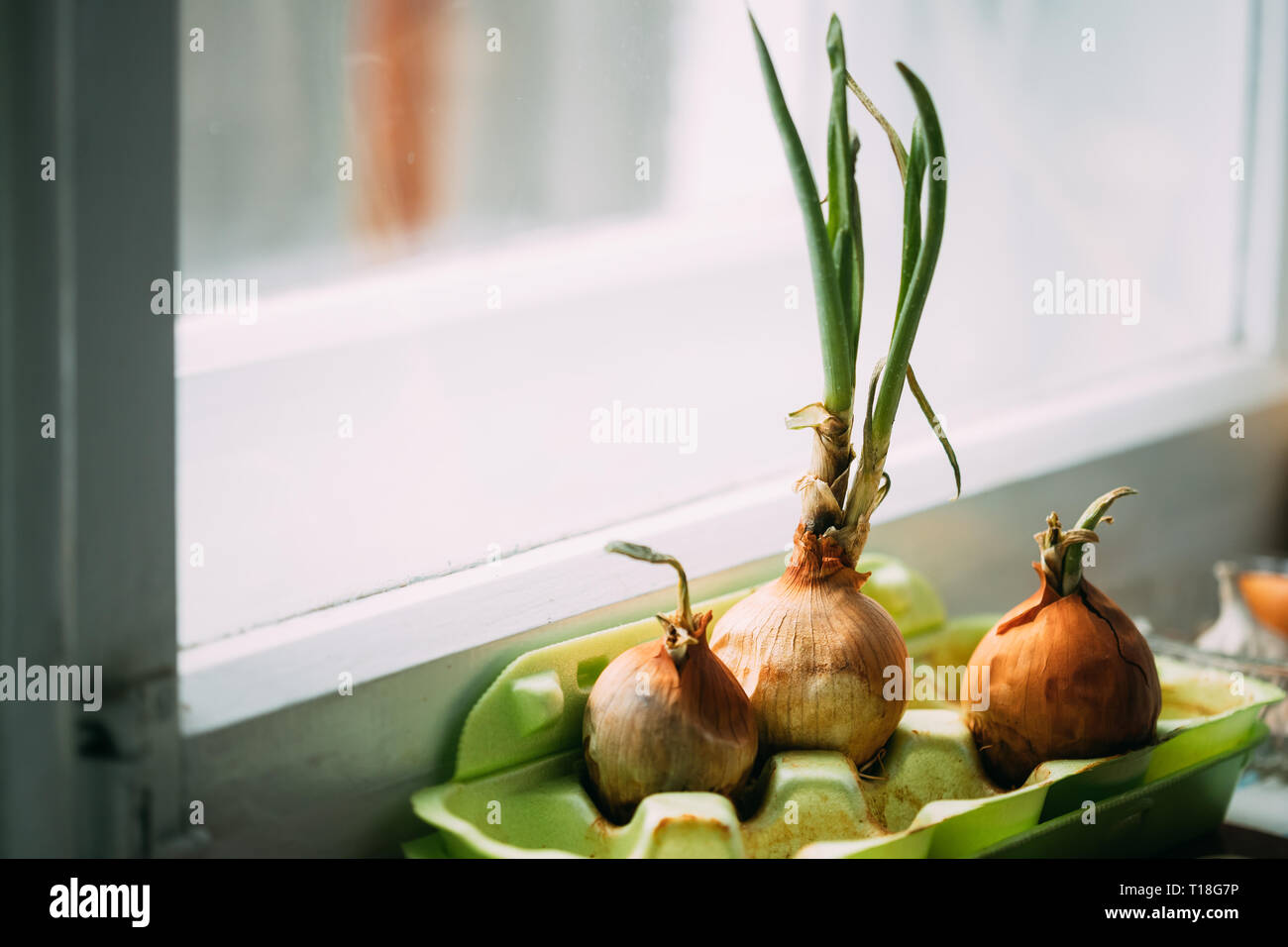 Wachsende Zwiebeln in einem Container zu Hause. Frische Frühlingsgemüse Stockfoto