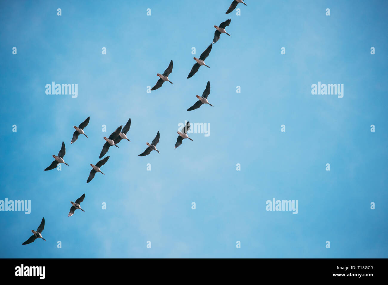 Herde von Enten Fliegen im sonnigen blauen Frühlingshimmel während Ihrer Wanderung in Weißrussland, Russland Stockfoto