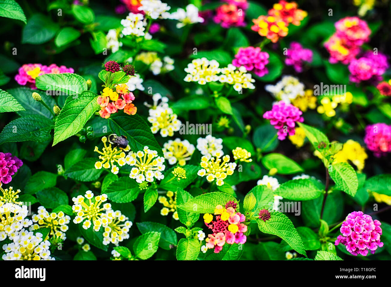 Mehrfarbige Lantana camara Blumen blühen in einem Garten auf dem Grundstück der hillstead Museum in Farmington, Connecticut in Hartford County. Stockfoto