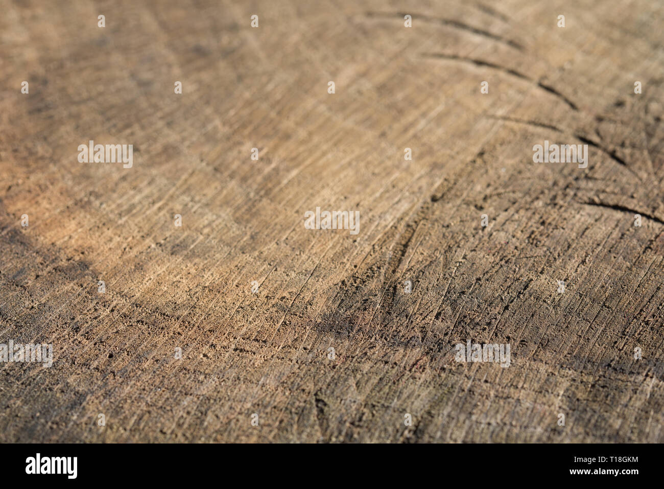Schneiden Baum Hintergrund Textur selektiven Fokus Makro Stockfoto