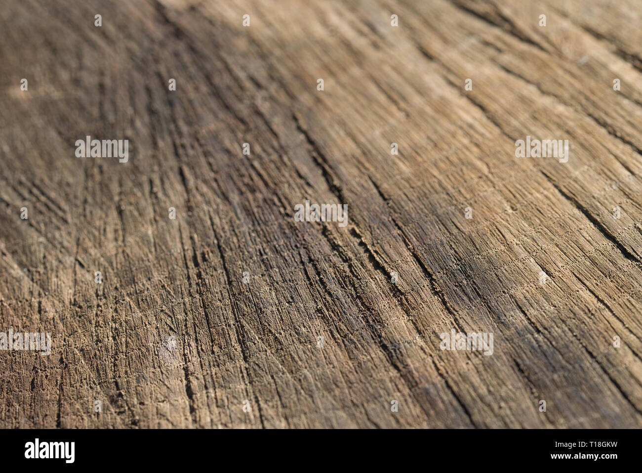 Schneiden Baum Hintergrund Textur selektiven Fokus Makro Stockfoto