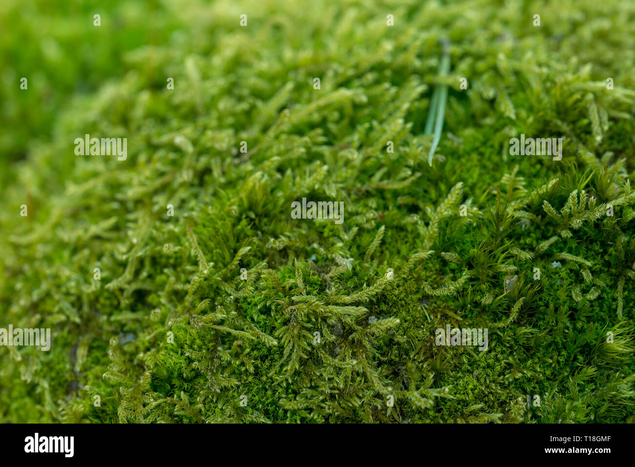 Frisches Grün Moos und Grashalmen Makro slective Fokus Stockfoto