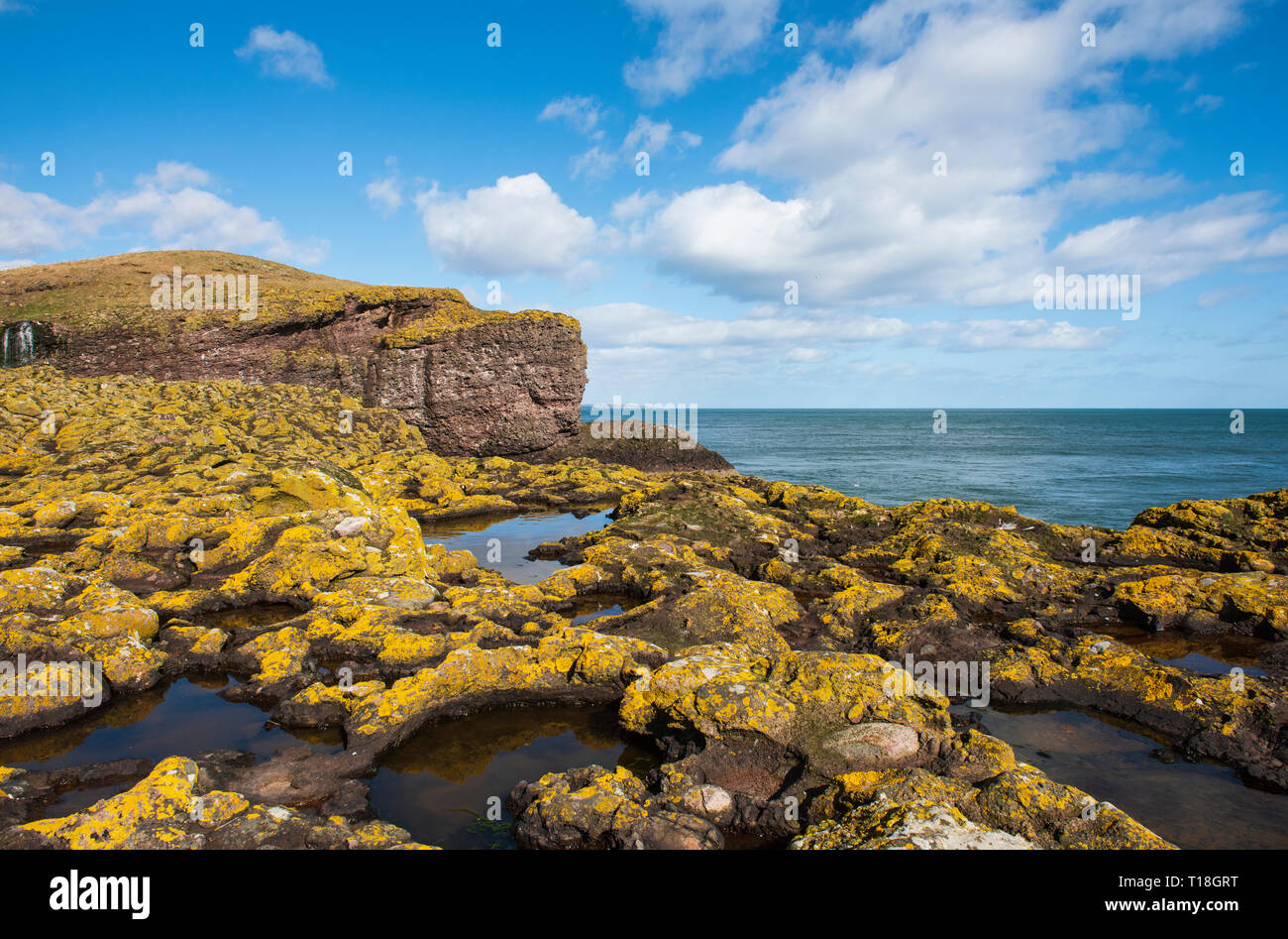 Shore flechten bedeckte Felsen und Klippen bei RSPB Fowlsheugh finden, südlich von Stonehaven, Aberdeenshire, Schottland. Stockfoto