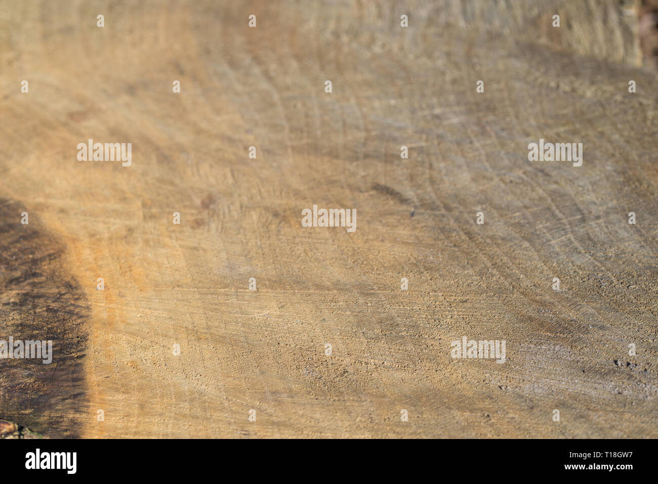 Schneiden Baum Hintergrund Textur selektiven Fokus Makro Stockfoto
