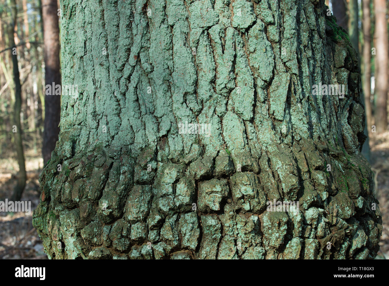 Alte Eiche Rinde covereded mit Moos und grüne Algen Textur Hintergrund Stockfoto