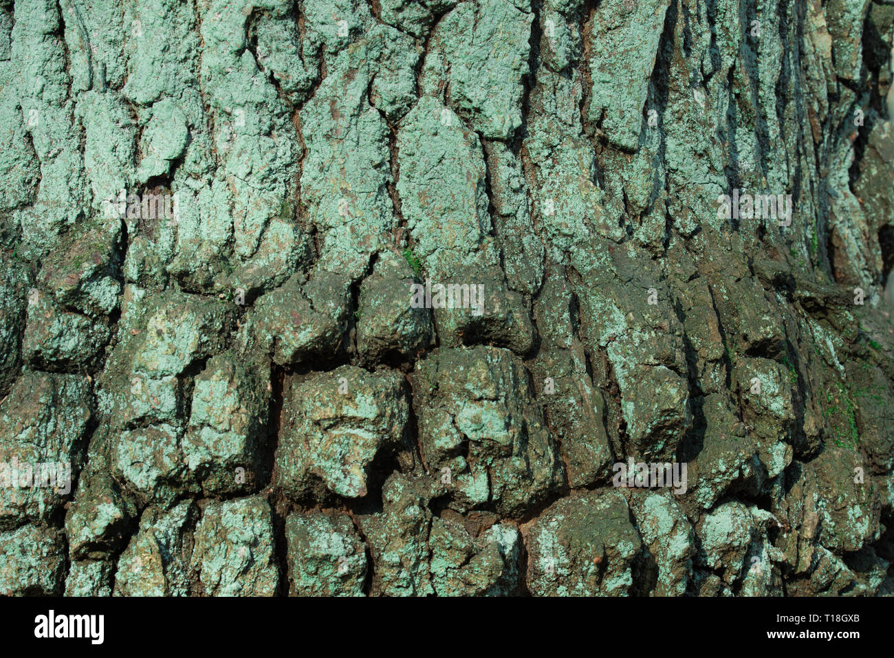 Alte Eiche Rinde covereded mit Moos und grüne Algen Textur Hintergrund Stockfoto