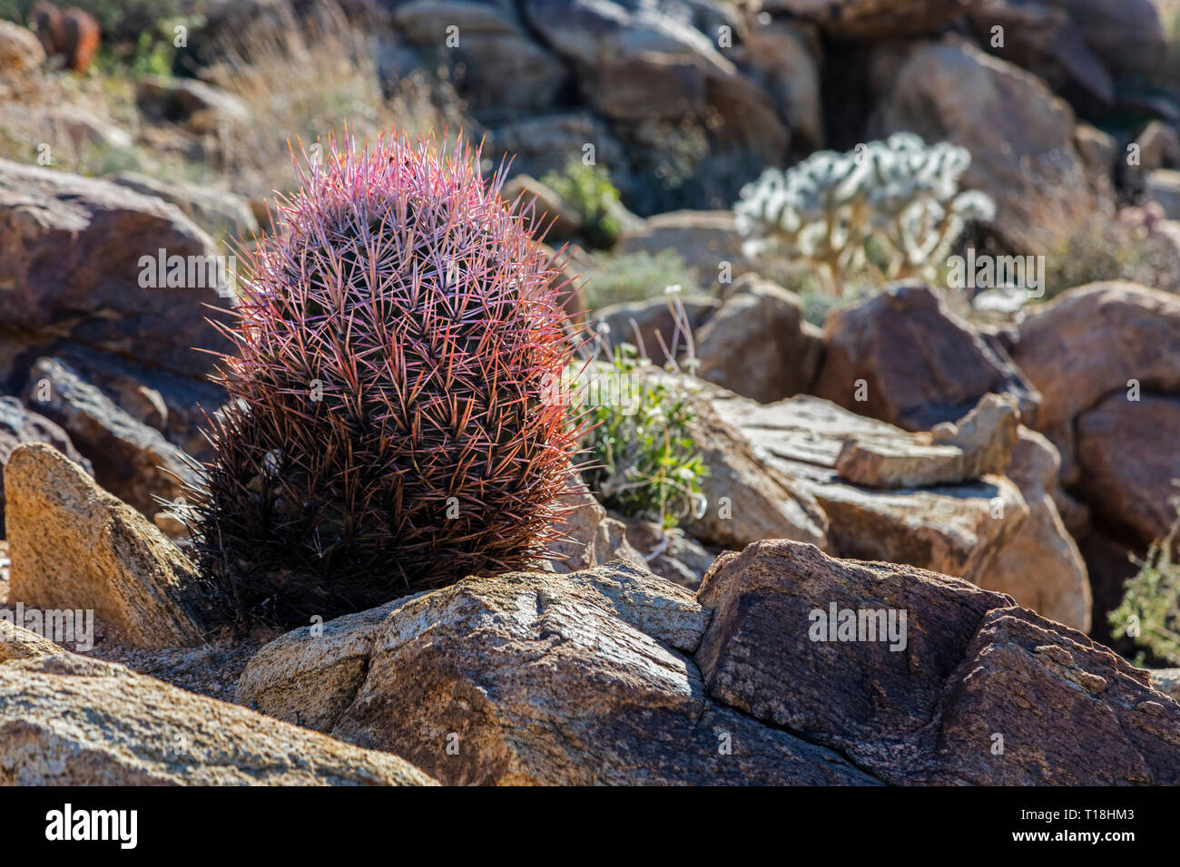 Cactacea Fotos und Bildmaterial in hoher Auflösung Alamy