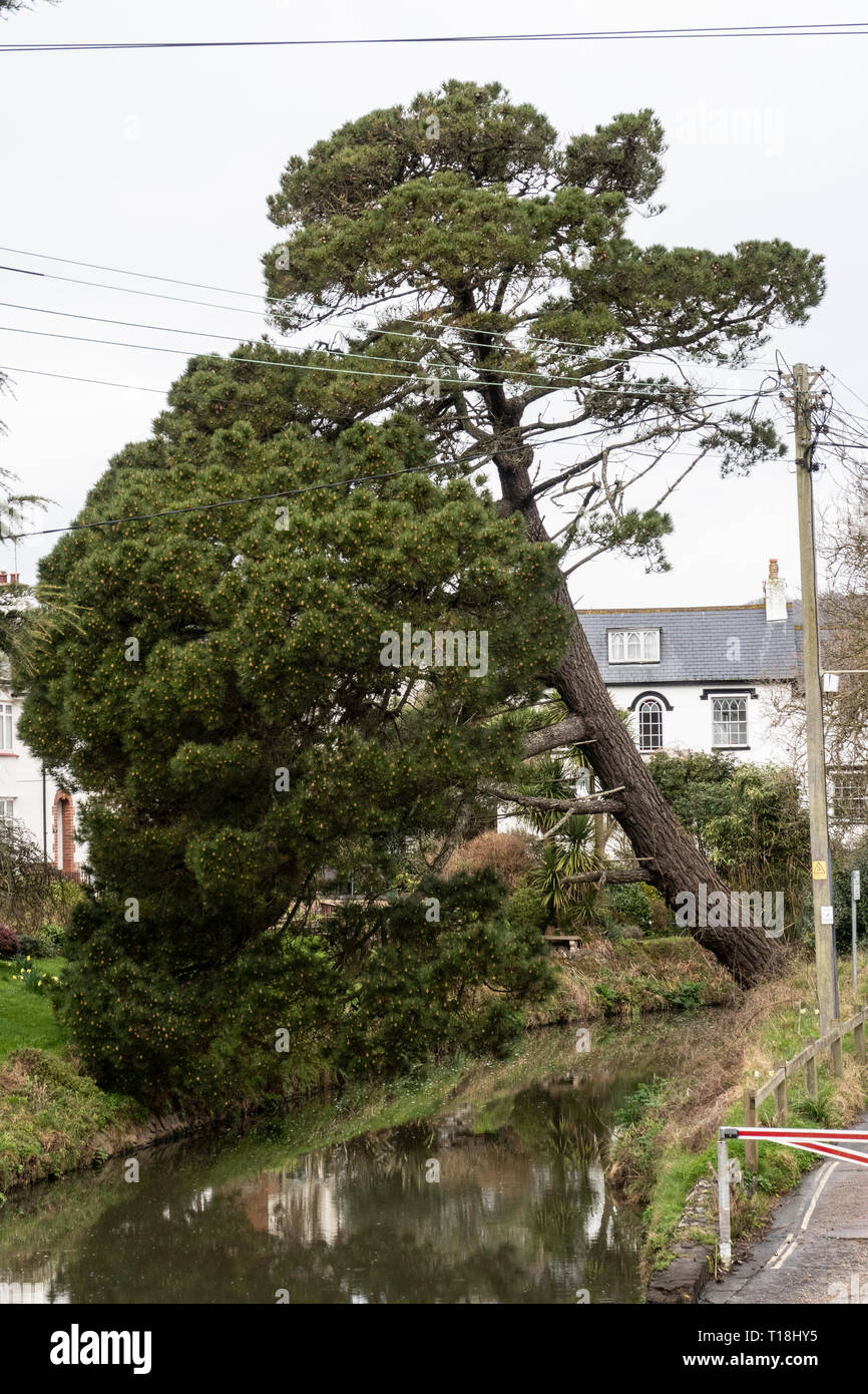 Ein Monterey Pine Tree fast zusammengebrochen über den Fluss Sid, in Honiton, Devon, Großbritannien Stockfoto