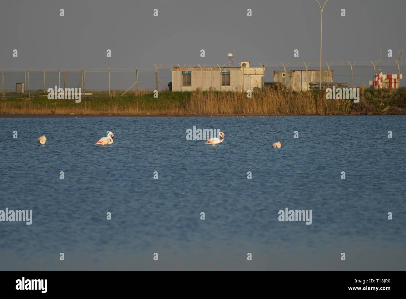 Rosa Flamingo mit Zypern als eines der wichtigen wandernden Passagen. Unter ihnen sind 12.000 Flamingos (Phoenicopterus ruber) Fütterung auf Brine Shrimp. Stockfoto