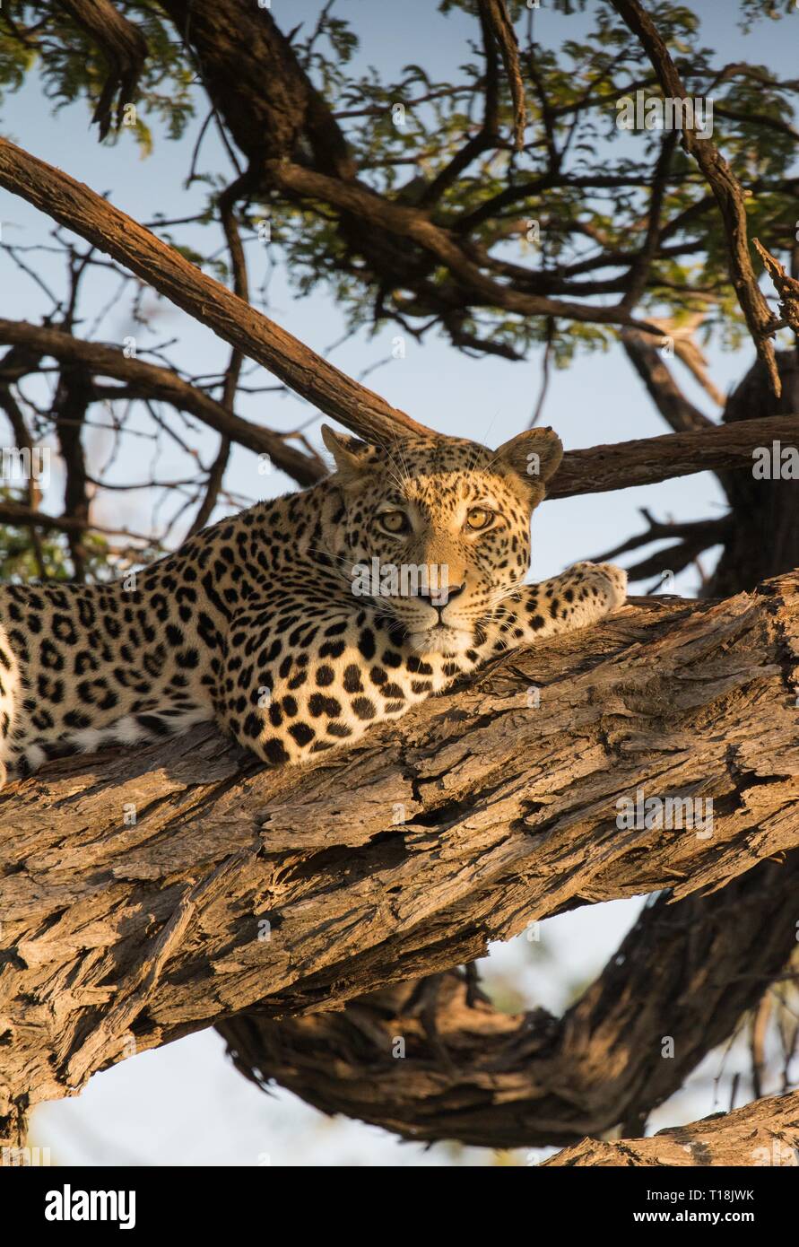 Leoparden in einem Baum Stockfoto