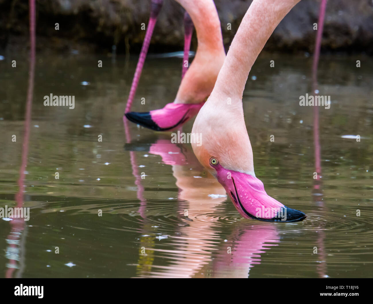 Zwei größere flamingo Köpfe über dem Wasser, beliebten Vögel aus Europa und Afrika Stockfoto