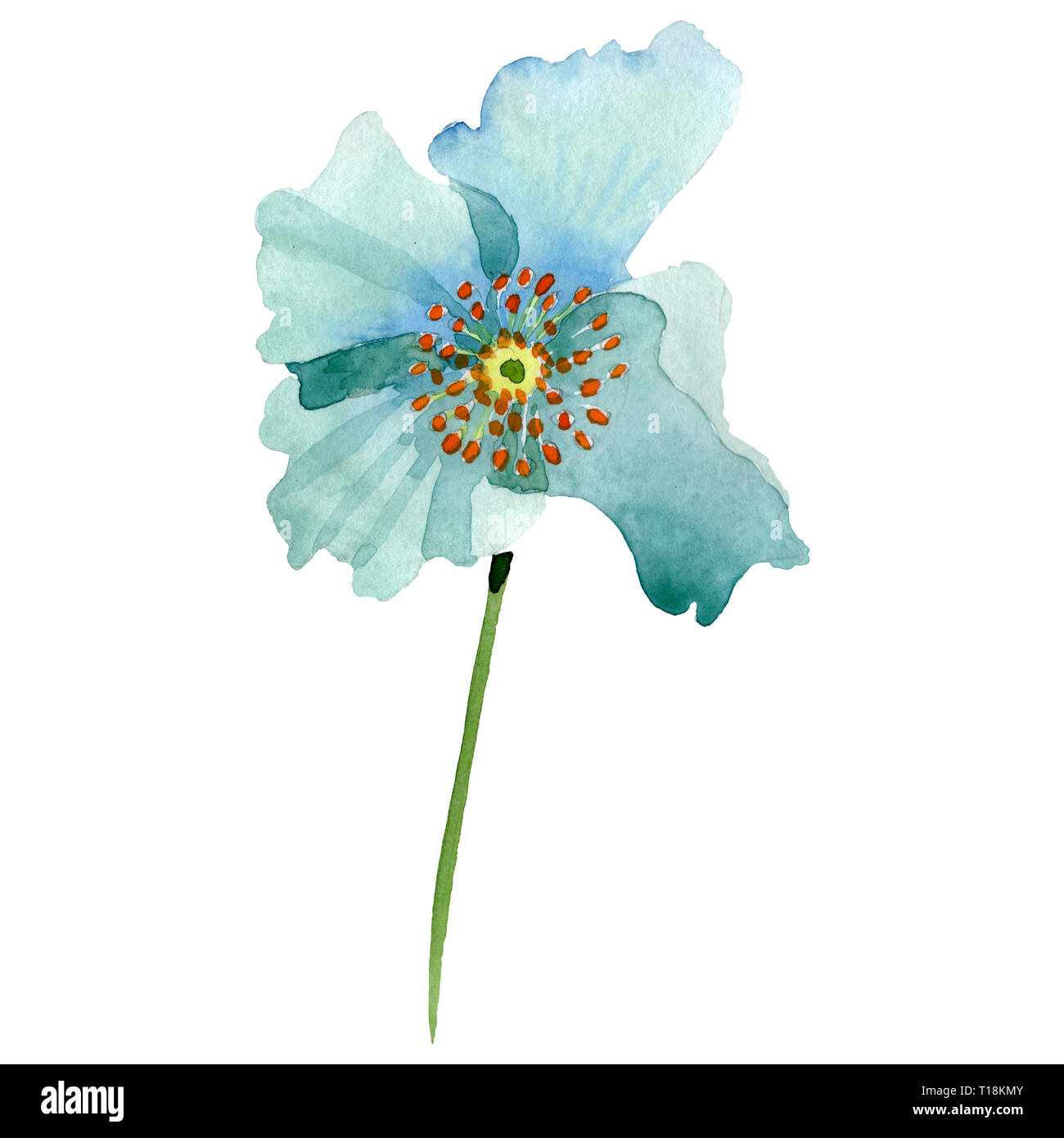 Türkis Mohn Blumen botanischen Blume. Aquarell Hintergrund Abbildung. Isolierte poppy Abbildung Element. Stockfoto