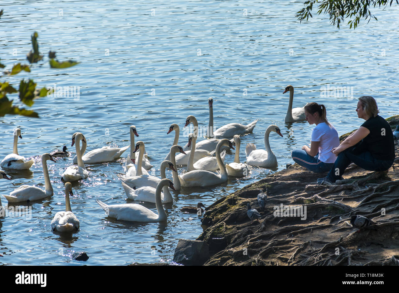 Prag, Tschechische Republik - 10. September 2019: Leute beobachten, die Schwäne in Prag auf dem Fluss neben der Karlsbrücke Stockfoto