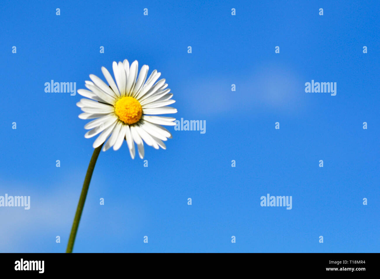 Feld Kamille Blüte gegen den blauen Himmel. Stockfoto