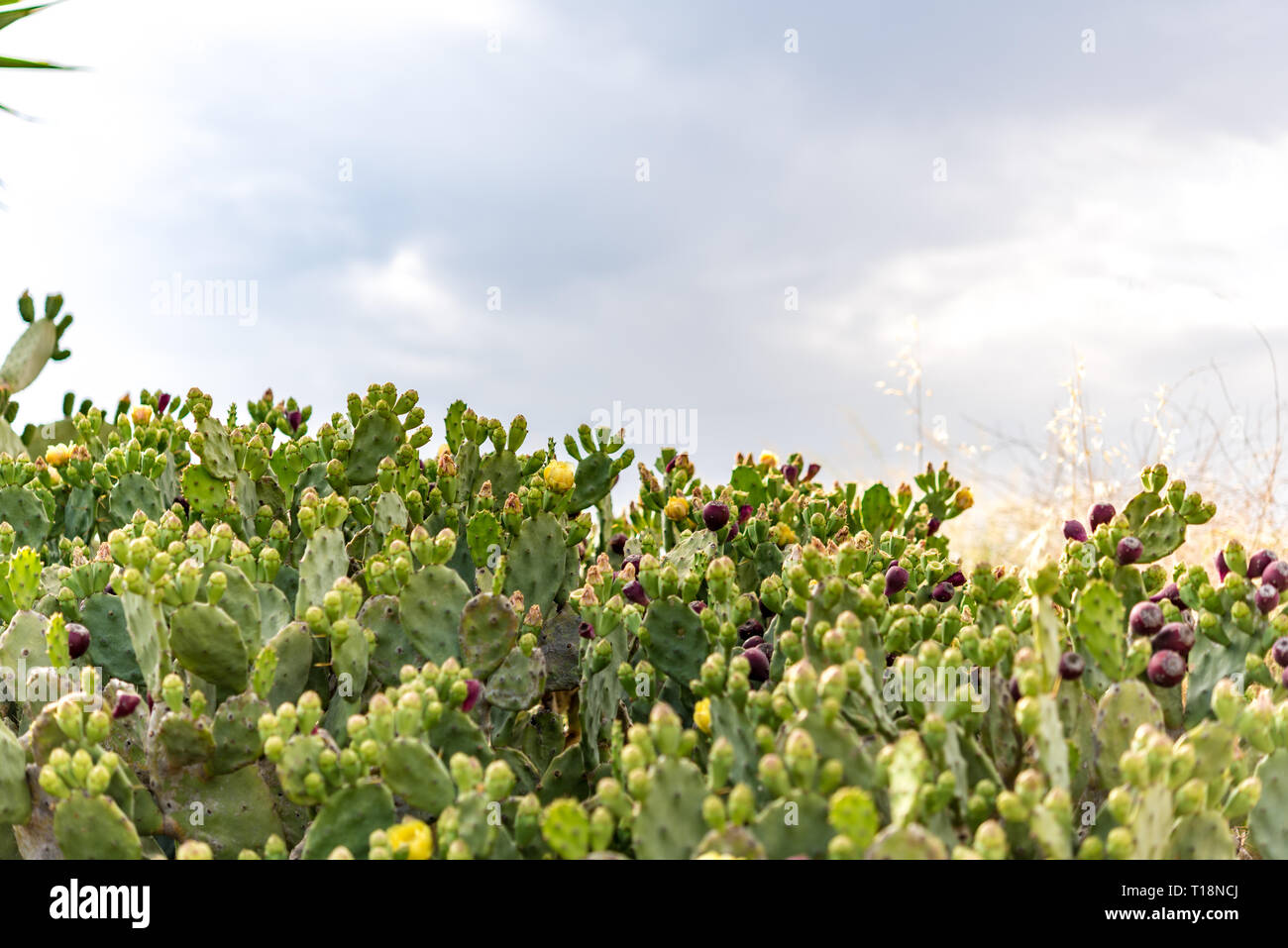 Feigenkaktus (Opuntia) wilden Büsche in Zypern - Papoutsosika Stockfoto