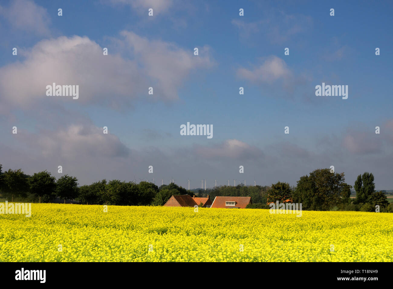 Blick über ein Feld mit Raps Stockfoto