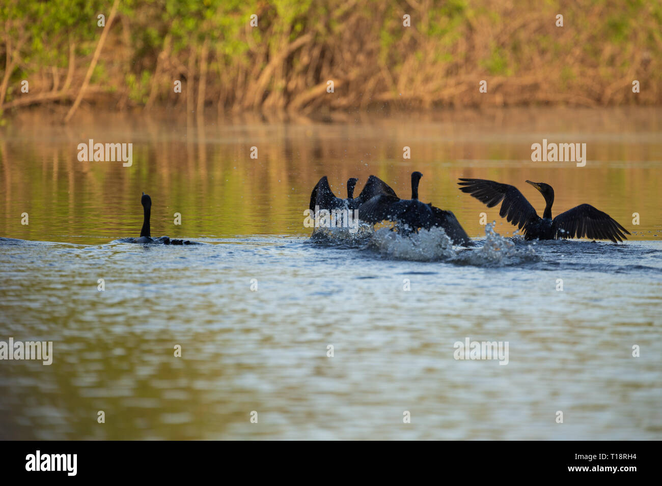 Kormorane fließt durch den Fluss in den Strahlen der Sonne Stockfoto