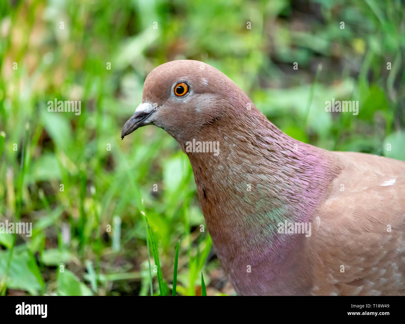 Portrait von Braun Taube in grüne Gras Stockfotografie - Alamy