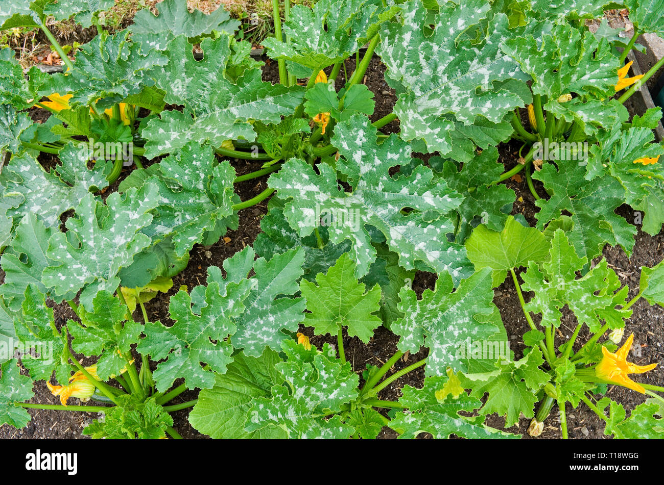 Junge Zucchini Pflanzen sorte F1 Defender in Blume mit ersten kleinen Zucchini wachsen in Englisch Gemüsegarten kommen, Sommer UK Stockfoto