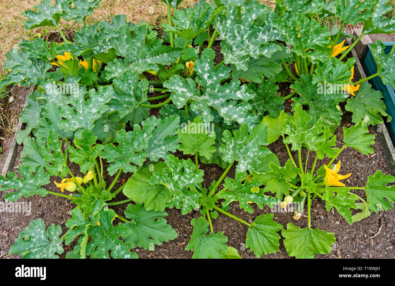 Junge Zucchini Pflanzen sorte F1 Defender in angehobener Bett in Englisch Gemüsegarten wächst, in Blume mit ersten kleinen Zucchini Sommer Großbritannien kommenden Stockfoto