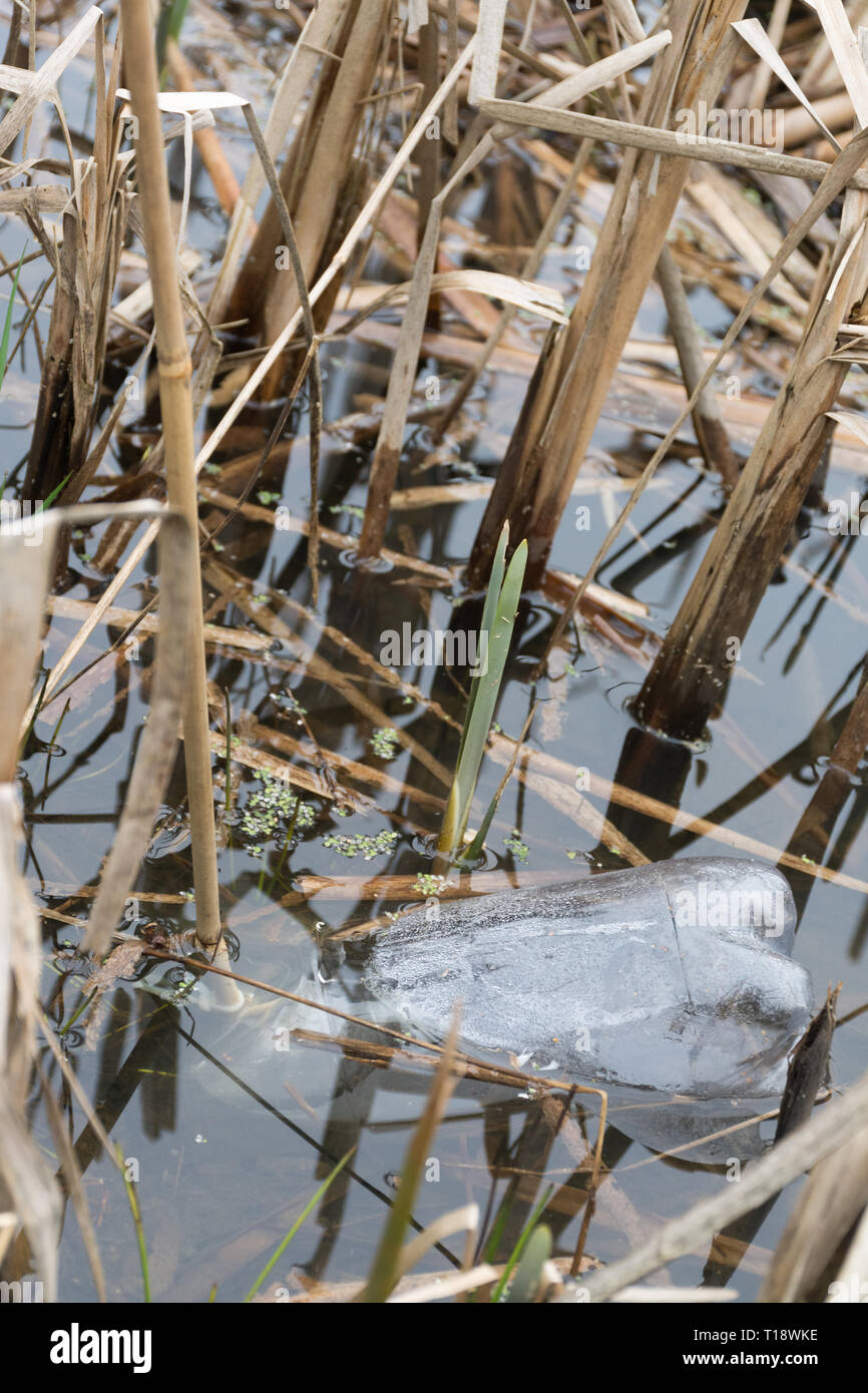 Flasche fangen bis in einer Zucht Teich im Frühjahr zu erfassen und Umfrage monitor Anzahl der Molche, einschließlich grosse crested Newt (Triturus cristatus), Großbritannien Stockfoto