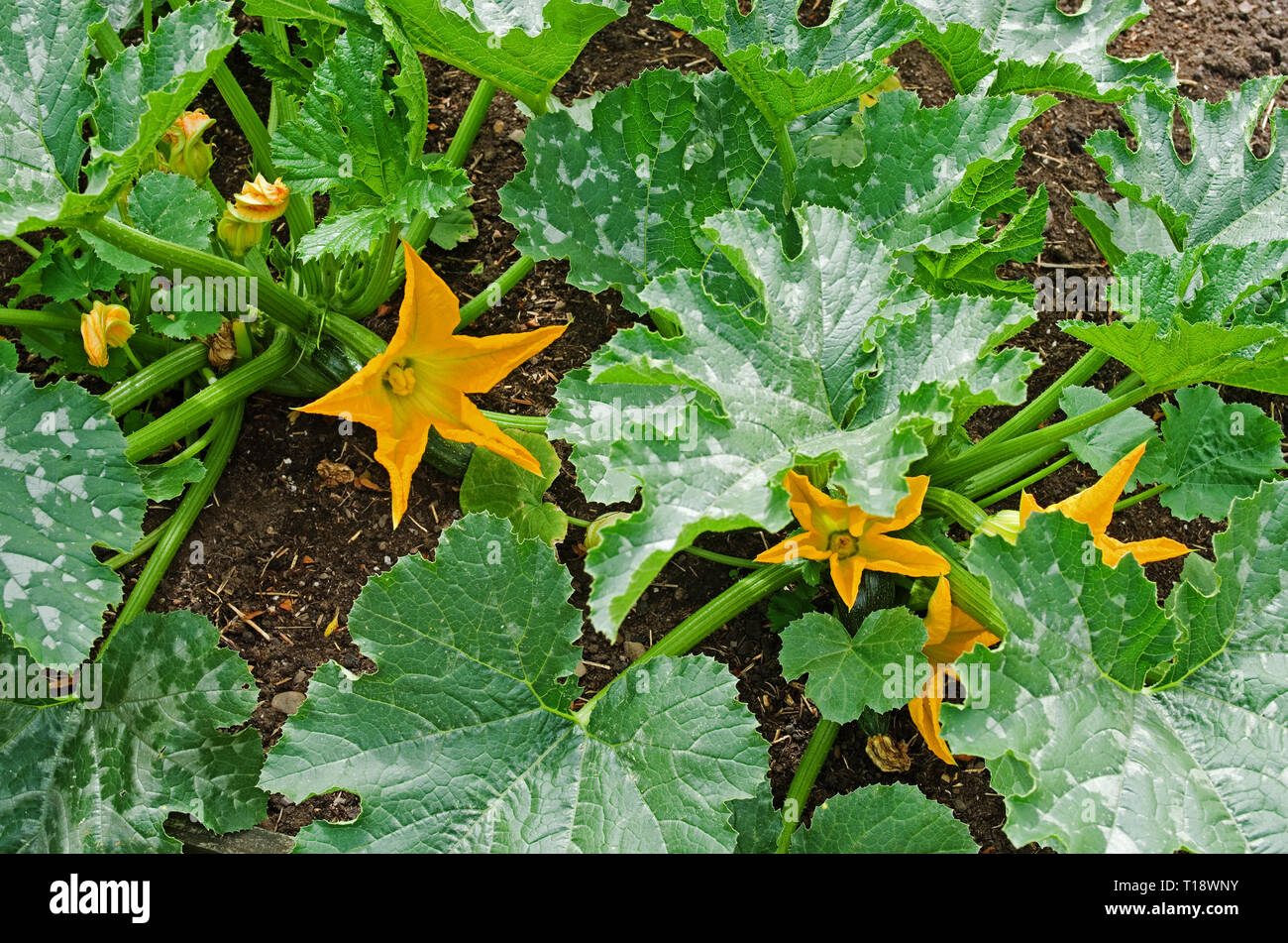 Close-up gelb Zucchiniblüten auf Zucchini Pflanzen sorte F1 Defender im Gemüsebeet in Englischer Garten, Sommer UK Stockfoto