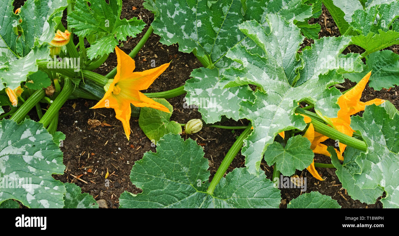 Close-up gelb Zucchiniblüten auf Zucchini Pflanzen sorte F1 Defender im Gemüsebeet in Englischer Garten, Sommer UK Stockfoto