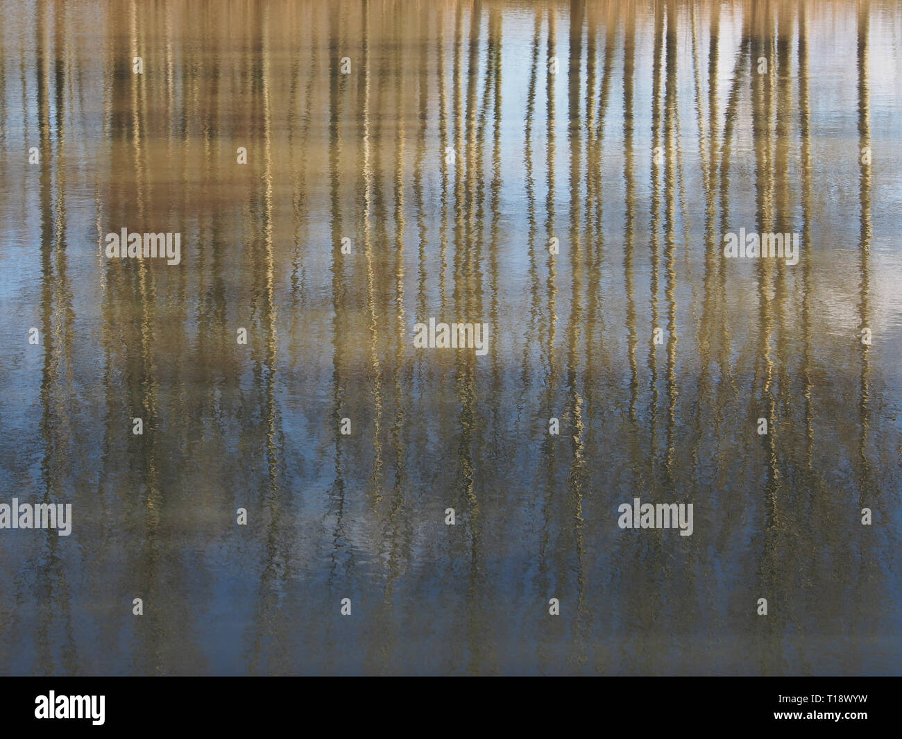 Schimmernde Reflexion der Winter Bäume neben einem kleinen See in Milton Keynes. Stockfoto
