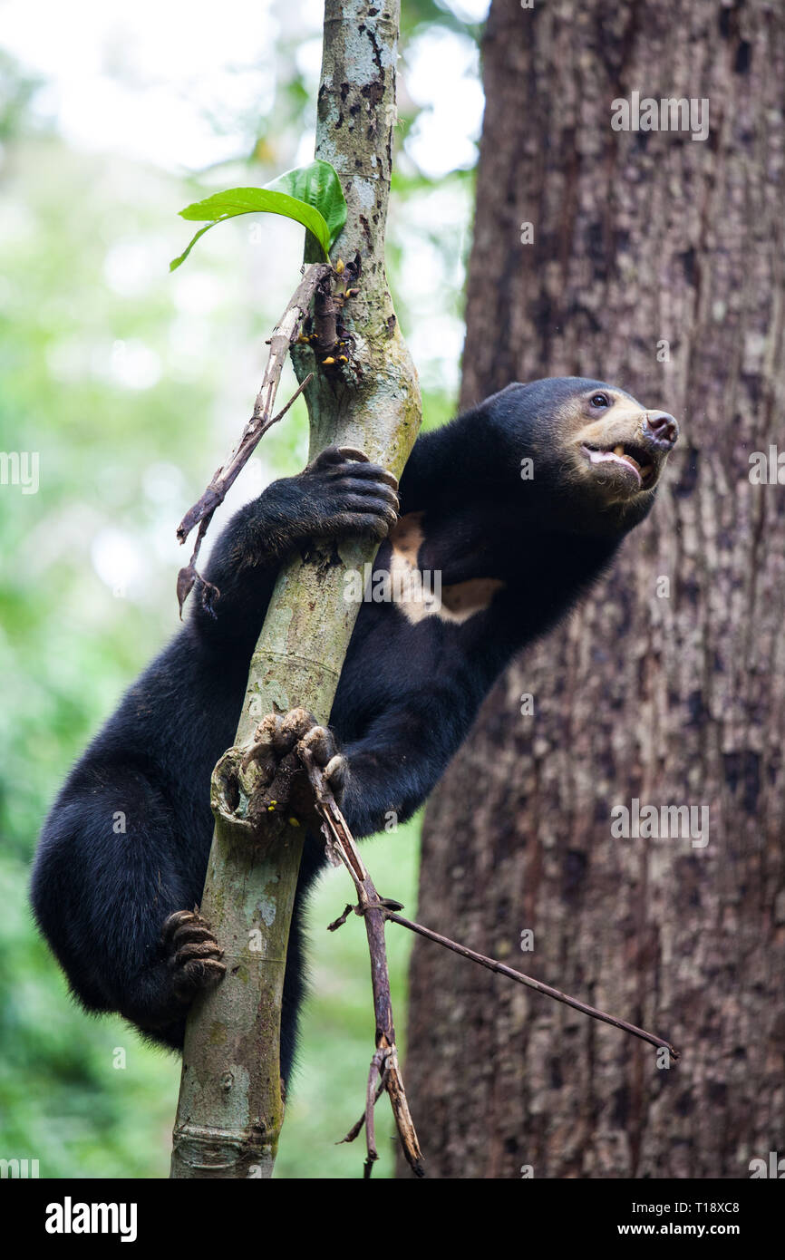 Sun Bear, Helarctos malayanus, die kleinste tragen in der Welt, die sun bear native zu den Regenwäldern Südostasiens, einem sehr talentierten Tree climber Stockfoto