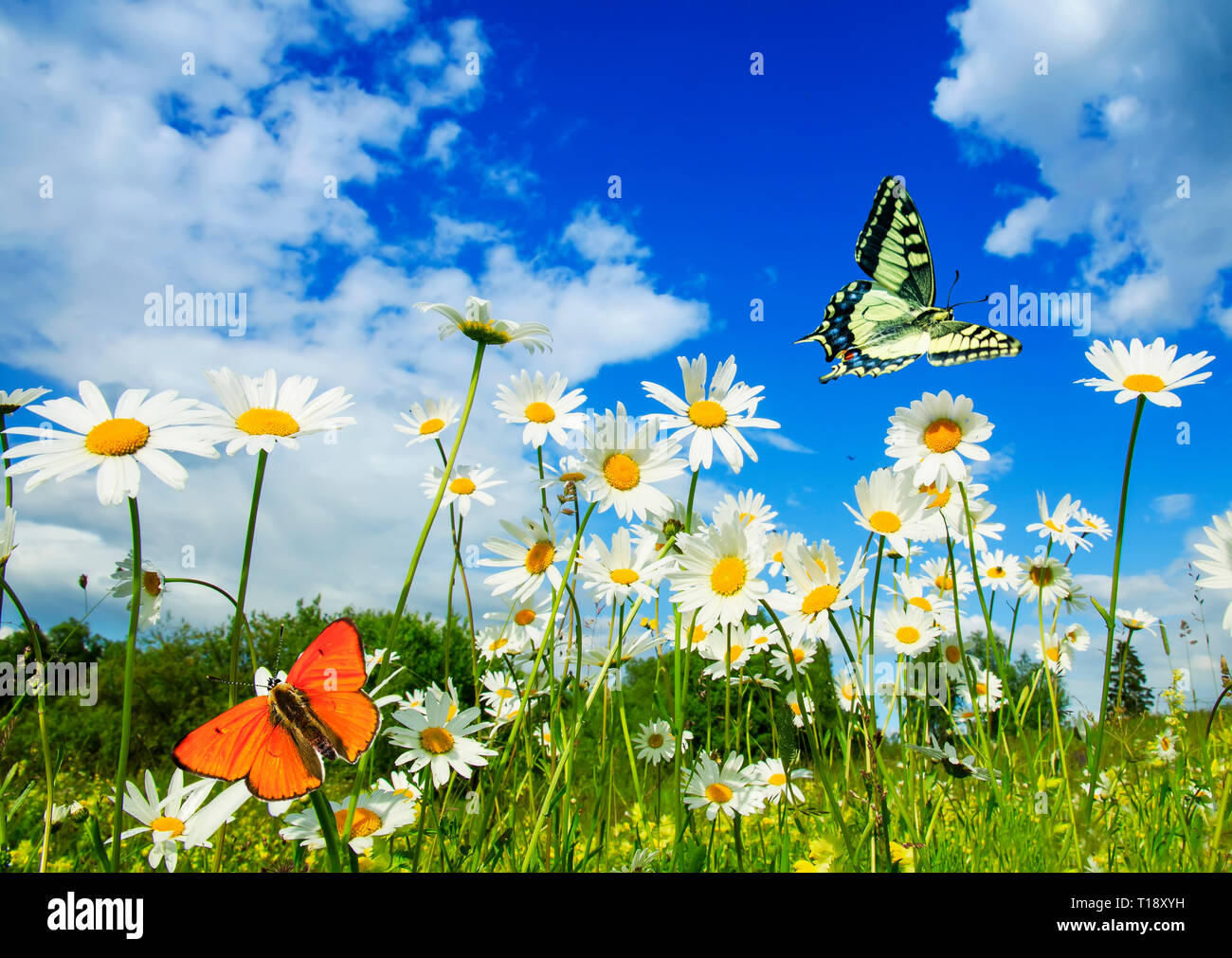 Schöne verschiedene Schmetterlinge flattern in einem hellen Wiese über weiße Blumen Gänseblümchen auf einem sonnigen Sommertag Stockfoto