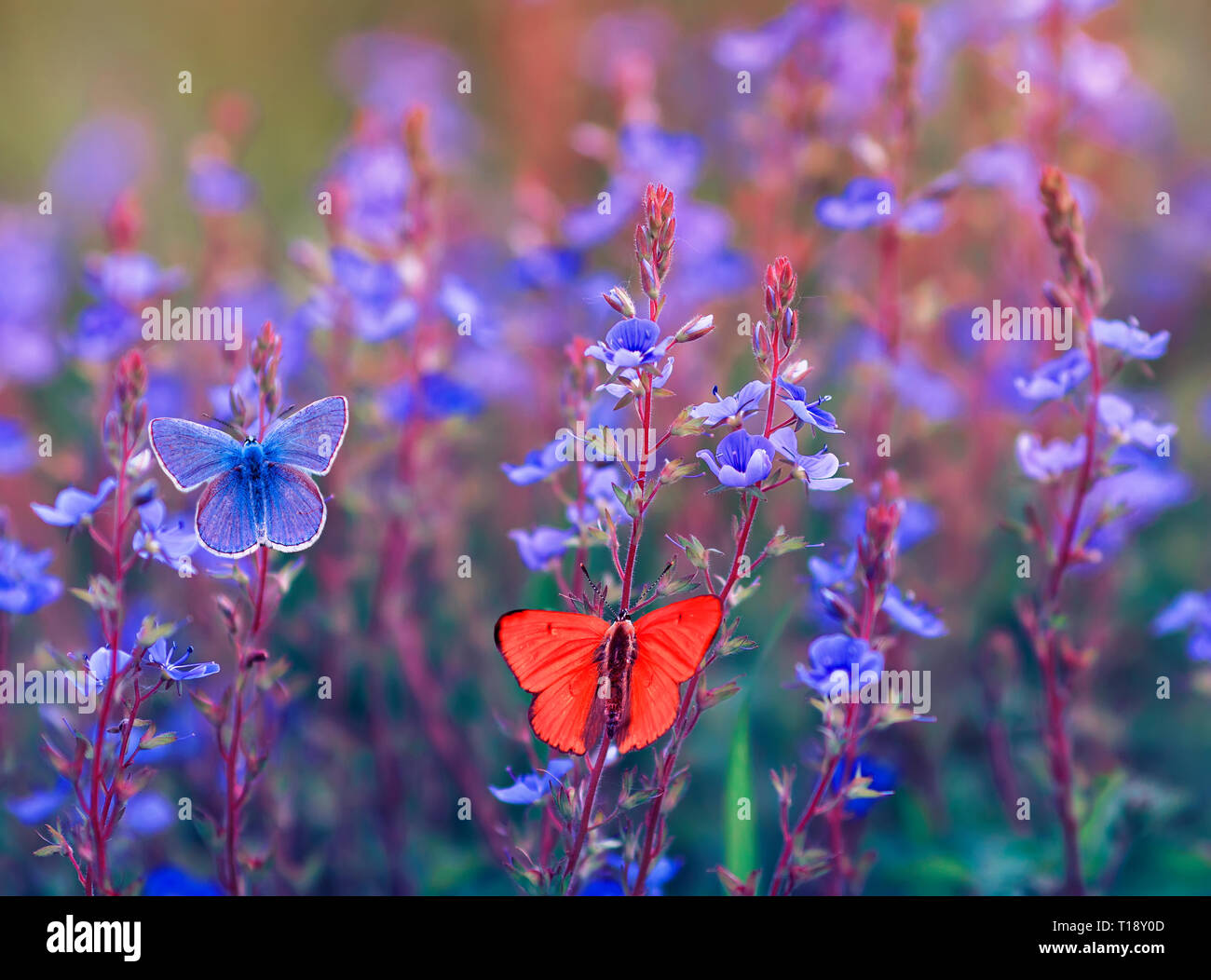 Schöne anderes Butterfly Euplagia quadripunctaria Sitzen und fliegen in die helle Wiese auf die zarte Blau Blumen im sonnigen Sommertag Stockfoto