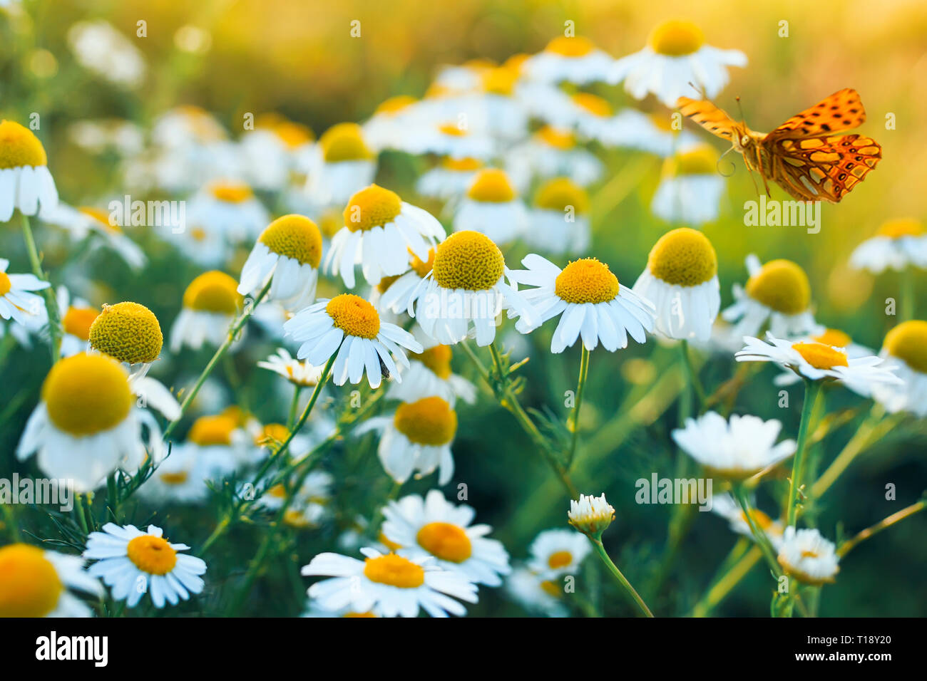 Schöne und bunte Schmetterling über den zarten Bellamy Blumen Gänseblümchen auf einem sonnigen Sommertag flatterte. Stockfoto