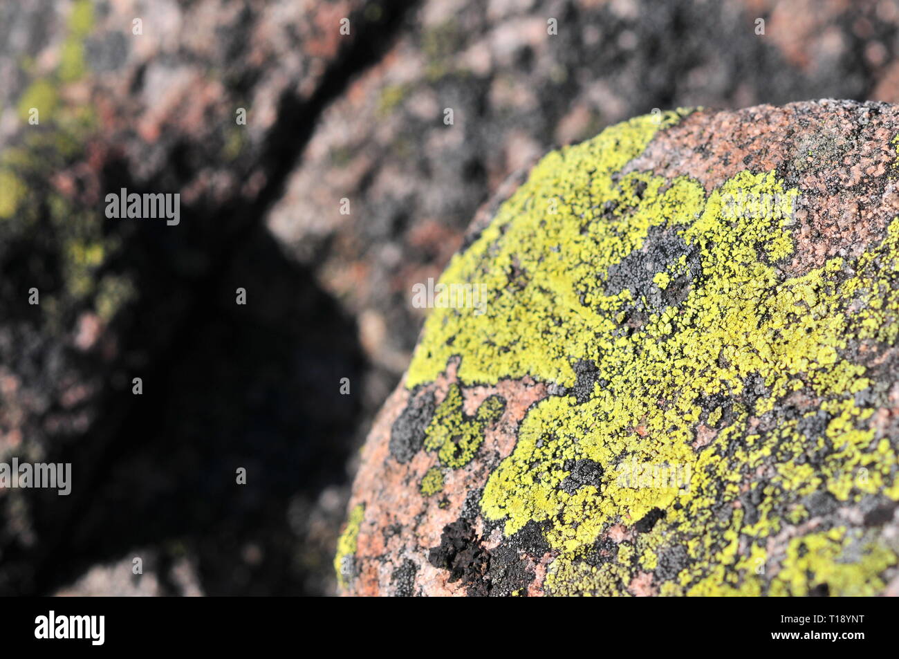 Rhizocarpon geographicum (Karte) die wachsende Flechten auf dem Felsen Stockfoto