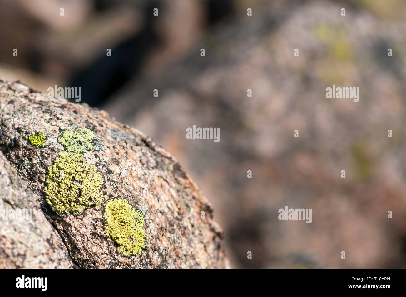 Rhizocarpon geographicum (Karte) die wachsende Flechten auf dem Felsen Stockfoto