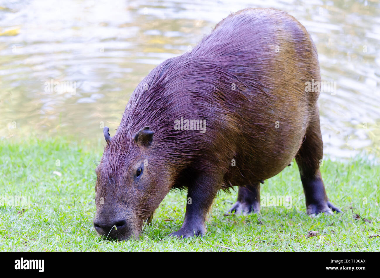 Eine einzelne, Porträt Image eines Capybara lehnte sich nach unten und essen Gras Stockfoto