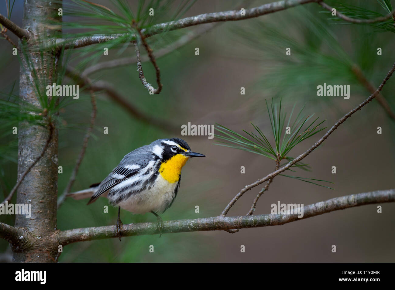 Auffällig gelb-throated Warbler Sitzstangen in einigen Kiefer mit ihren leuchtend gelbe Kehle im weichen Licht bedeckt. Stockfoto