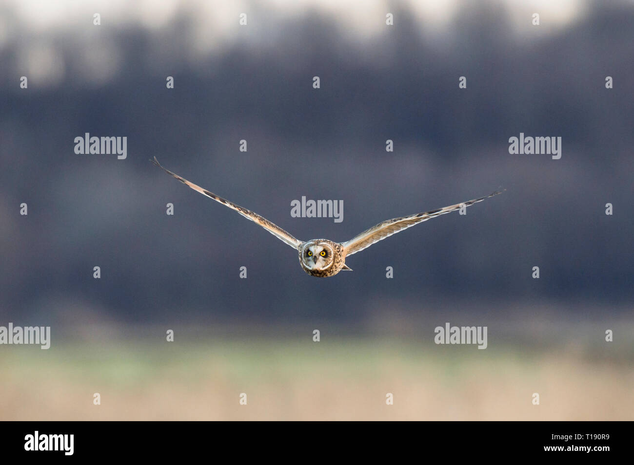 Eine Sumpfohreule fliegt an der Kamera und schaut in Richtung der Kamera im sanften Abendlicht vor einem dunklen Hintergrund. Stockfoto