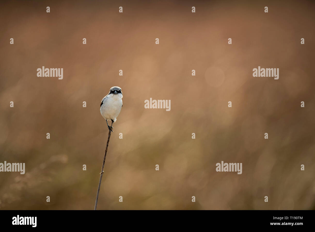 Eine unechte Shrike starrt auf die Kamera, während auf einer kleinen Stick mit einer texturierten braunen Hintergrund thront. Stockfoto